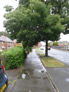 150712 Trees Coltham Rd