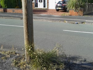 150830 Sandringham Drive weeds